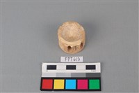 藏品(鯊魚骨)的圖片