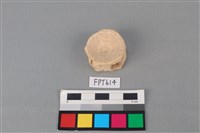 藏品(鯊魚骨)的圖片