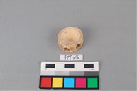 藏品(鯊魚骨)的圖片