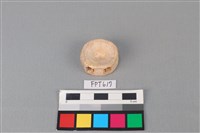 藏品(鯊魚骨)的圖片