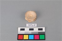 藏品(鯊魚骨)的圖片