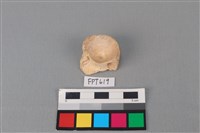 藏品(鯊魚骨)的圖片