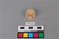 藏品(鯊魚骨)的圖片