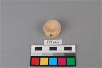 藏品(鯊魚骨)的圖片