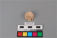 藏品(鯊魚骨)的圖片