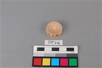 藏品(鯊魚骨)的圖片