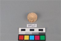 藏品(鯊魚骨)的圖片