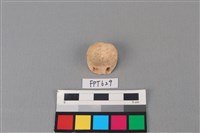 藏品(鯊魚骨)的圖片