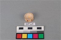 藏品(鯊魚骨)的圖片