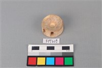 藏品(鯊魚骨)的圖片