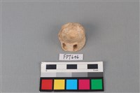 藏品(鯊魚骨)的圖片