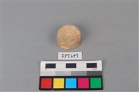 藏品(鯊魚骨)的圖片