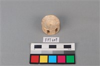 藏品(鯊魚骨)的圖片