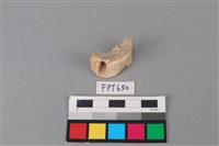 藏品(鯊魚骨)的圖片