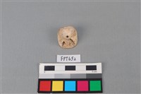 藏品(鯊魚骨)的圖片