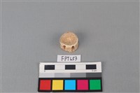 藏品(鯊魚骨)的圖片