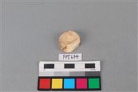 藏品(鯊魚骨)的圖片