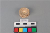 藏品(鯊魚骨)的圖片