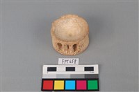 藏品(鯊魚骨)的圖片