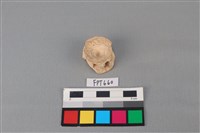 藏品(鯊魚骨)的圖片