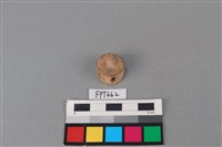 藏品(鯊魚骨)的圖片