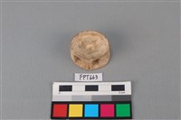 藏品(鯊魚骨)的圖片