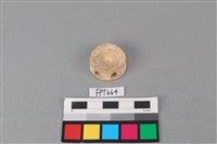 藏品(鯊魚骨)的圖片