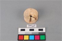 藏品(鯊魚骨)的圖片