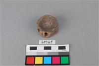 藏品(鯊魚骨)的圖片