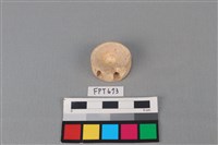 藏品(鯊魚骨)的圖片