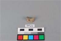 藏品(鯊魚骨)的圖片