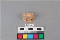 藏品(鯊魚骨)的圖片