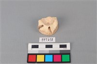 藏品(鯊魚骨)的圖片