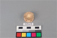 藏品(鯊魚骨)的圖片