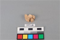 藏品(鯊魚骨)的圖片