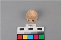 藏品(鯊魚骨)的圖片