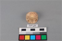 藏品(鯊魚骨)的圖片