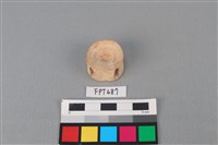 藏品(鯊魚骨)的圖片