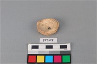 藏品(鯊魚骨)的圖片