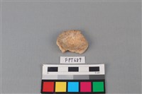 藏品(鯊魚骨)的圖片