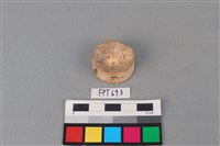 藏品(鯊魚骨)的圖片