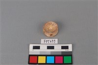 藏品(鯊魚骨)的圖片