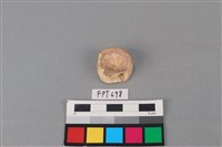 藏品(鯊魚骨)的圖片