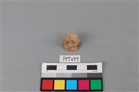 藏品(魚骨)的圖片