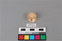 藏品(鯊魚骨)的圖片