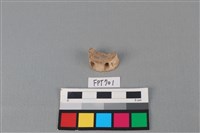 藏品(鯊魚骨)的圖片