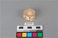 藏品(鯊魚骨)的圖片