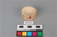 藏品(鯊魚骨)的圖片