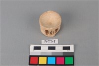 藏品(鯊魚骨)的圖片