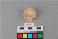 藏品(鯊魚骨)的圖片